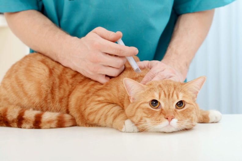 Veterinarian administering penicillin injection to cat.
