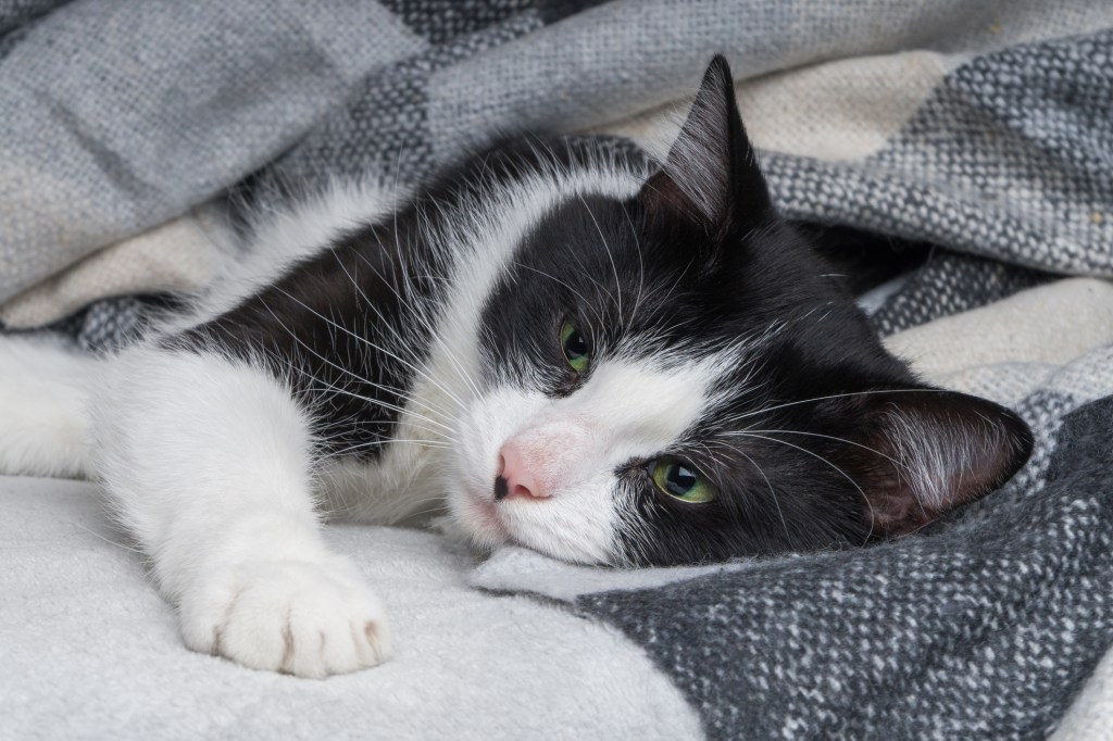 Chat malade enveloppé dans une couverture, nécessitant de la pénicilline.