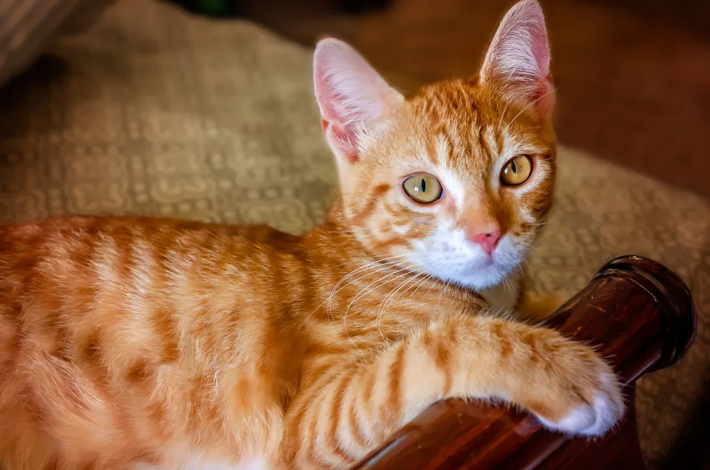 Gato pelirrojo de 10 semanas que sufre de lentigo.