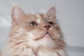 Head of a cream white Maine Coon cat with lentigo on gums, nose and lips.