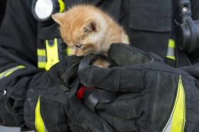 kitten rescue