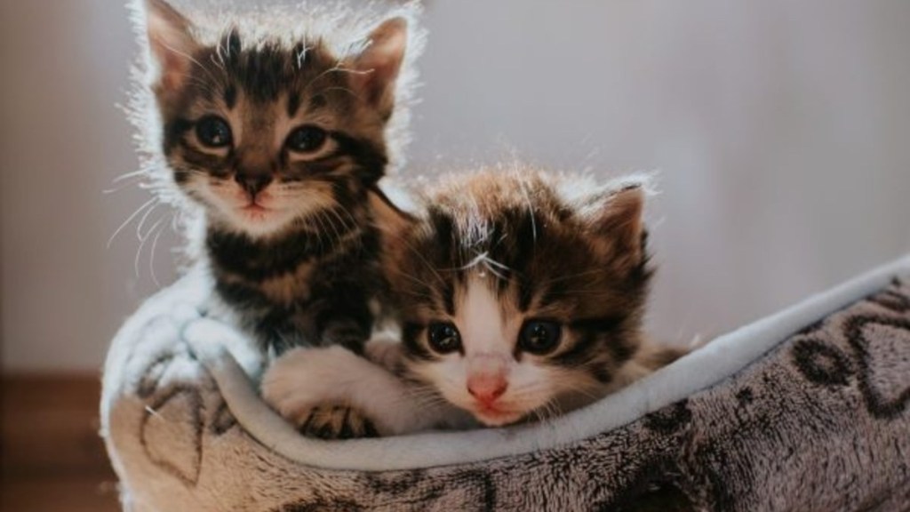 Two kittens in bed, retail store in California has launched a "Kitten Season" campaign