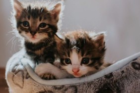 Two kittens in bed, retail store in California has launched a "Kitten Season" campaign