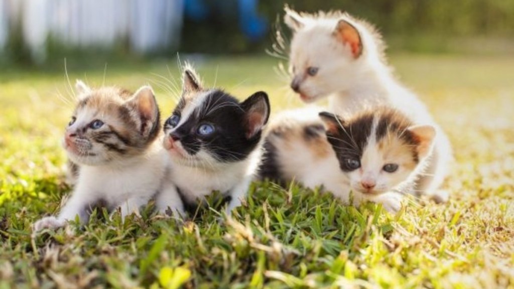 Four kittens connected  grass, similar  the 28 cats and kittens resuced from a spot   successful  Wisconsin.