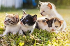Four kittens on grass, like the 28 cats and kittens resuced from a property in Wisconsin.