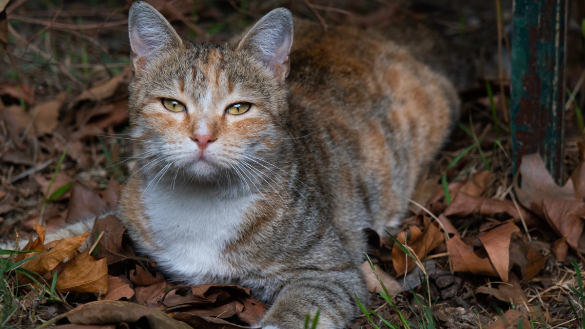 Los Angeles Cat Program Takes a Hit Due to Vet Shortage - CatTime