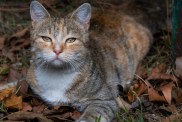 A lonely cat or a cat walks through the city streets. Portrait of a sad abandoned or lost cat waiting and looking for its owner. A homeless, hungry, sterilized and vaccinated cat. An untamed cat that has run away from home is lying on dry autumn foliage.