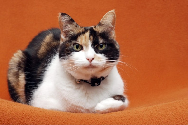 Senior Calico Cat