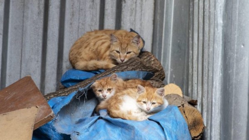 Multiple cats surviving  successful  a filthy environment, similar  the cats rescued from a Chicago home