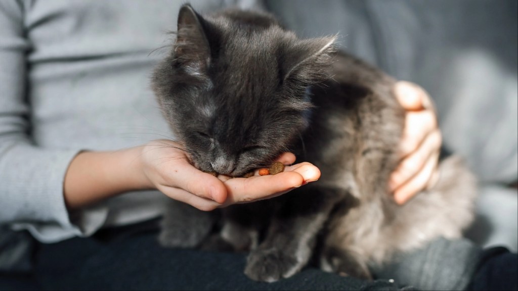 The pet owner feeds the kitten with dry pellets of feed from the palm of his hand.