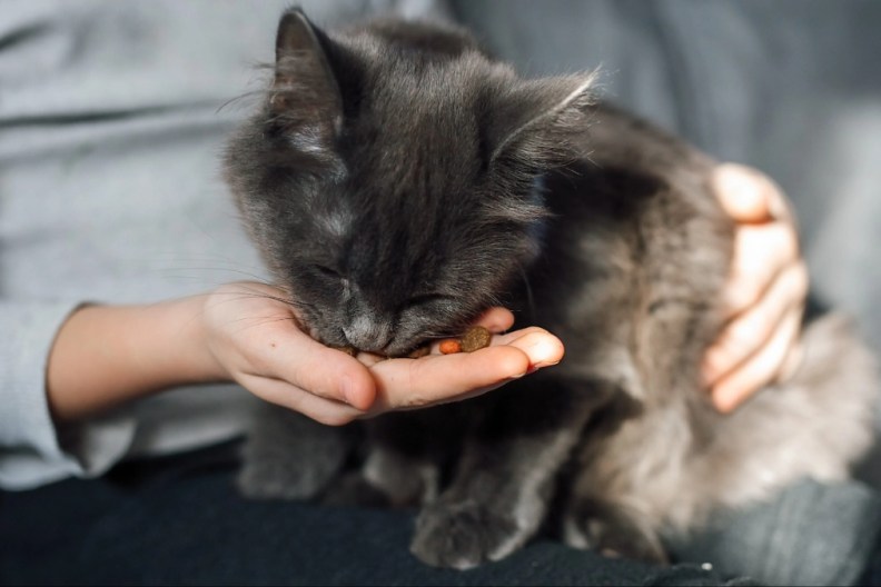 The pet owner feeds the kitten with dry pellets of feed from the palm of his hand.