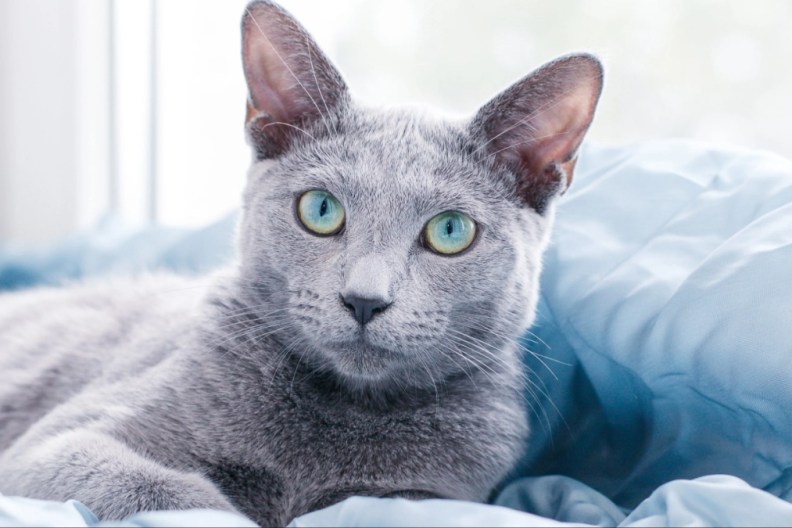 Russian blue cat lying on the window