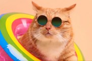A cat with swim ring wearing sunglasses, like the overweight rescue cat who is trying to shed weight through swimming.