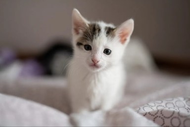 A white kitten with gray ears, like the kitten who was found wearing strawberry dress.
