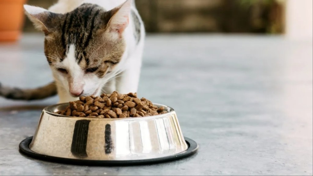 Close-up of a domestic cat eating cat food.