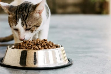 Close-up of a domestic cat eating cat food.