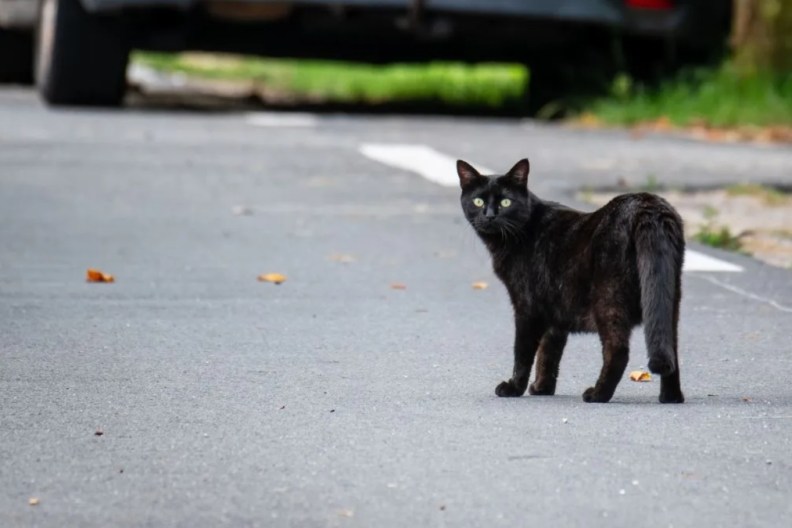 Black cat walking in the street with car on the background