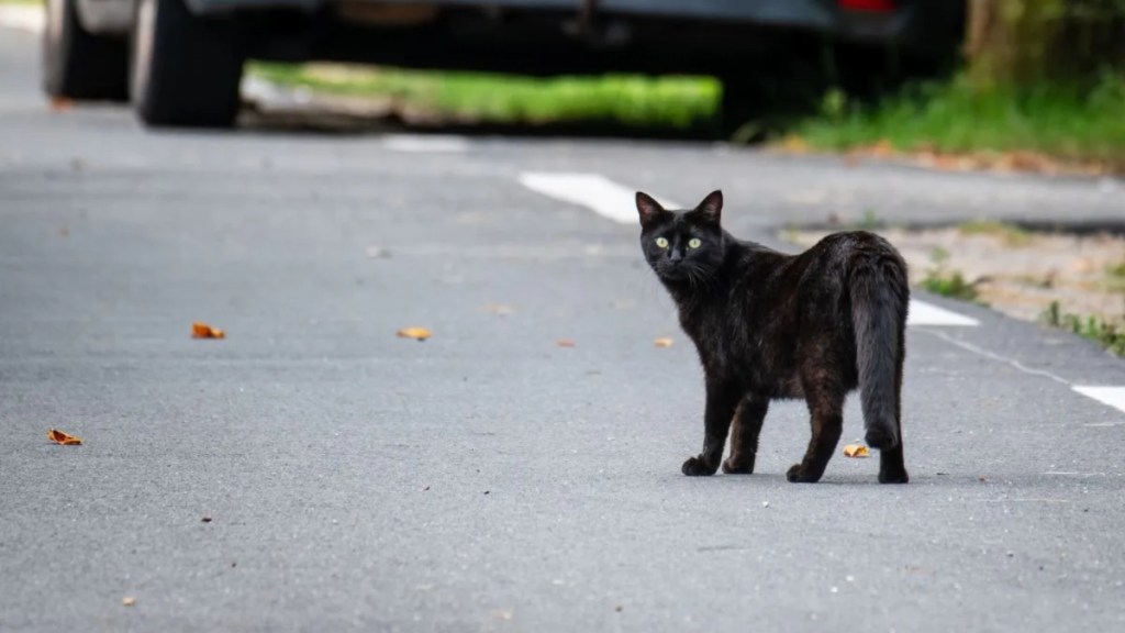 Black cat walking in the street with car on the background