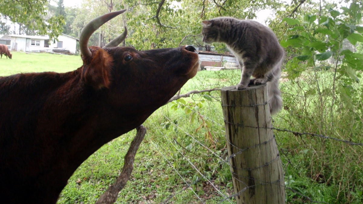 Picture of Lactose Intolerance: Why Cow's Milk Is Bad For Most Cats - CatTime