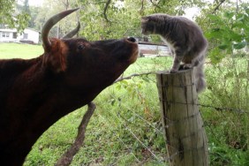 Cat and Cow meeting each other for first time.