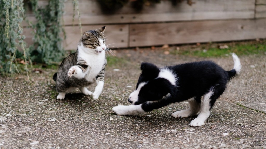 Adult tabby cat playing fighting with border collie puppy in the garden. Motion blur in the dog because of the movement