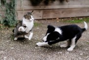 Adult tabby cat playing fighting with border collie puppy in the garden. Motion blur in the dog because of the movement