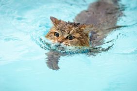 Cute cat swimming with only nose and eyes above water