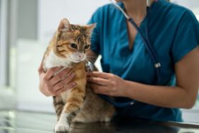 Close-up of female vet examining a cat with stethoscope in vet clinic.