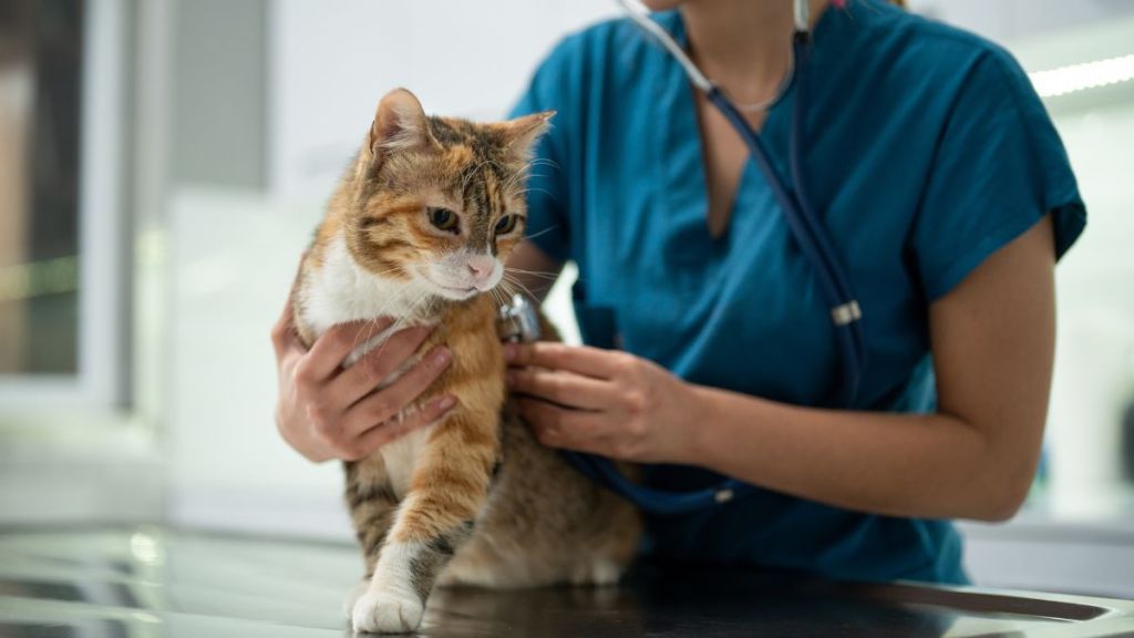 Close-up of female vet examining a cat with stethoscope in vet clinic.