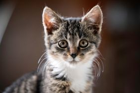Portrait of a tabby kitten. A young cat looks into the lens.