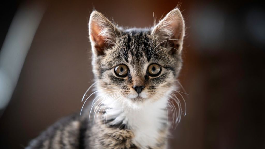 Portrait of a tabby kitten. A young cat looks into the lens.