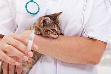 Veterinary care at animal rescue center - kitten receiving injection