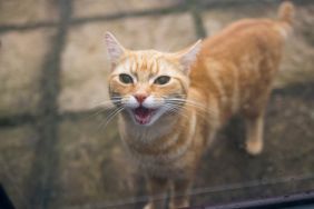 A ginger domestic cat, calling to be allowed into a house through a glazed door.