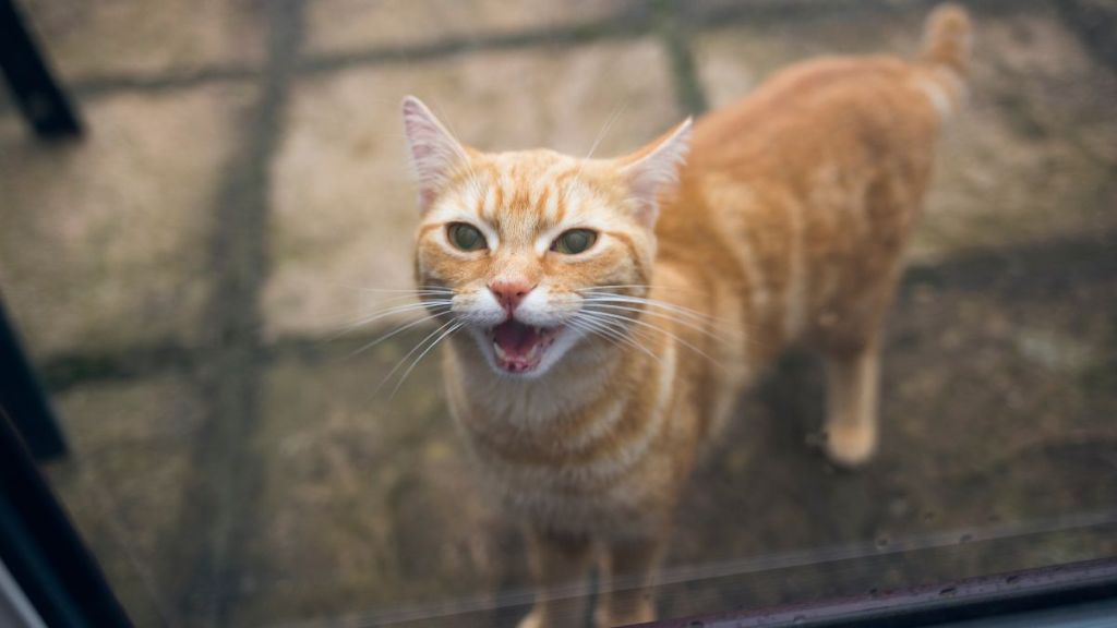 A ginger domestic cat, calling to be allowed into a house through a glazed door.