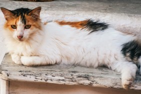 dirty street cat. homeless animal lies on the street. Multicolored fluffy cat in Turkey