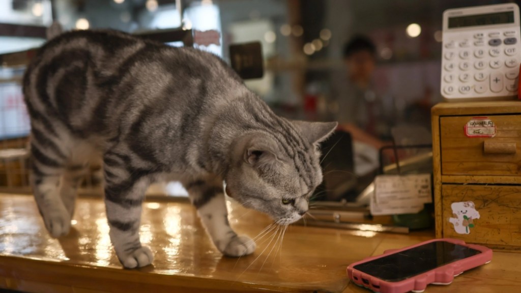 Zhaocai Fortune, a short-haired American tabby, is pictured at Gudaomaone cat cafe in Xiaojuer Hutong of the Nanluoguxiang neighborhood in Beijing, capital of China