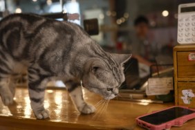 Zhaocai Fortune, a short-haired American tabby, is pictured at Gudaomaone cat cafe in Xiaojuer Hutong of the Nanluoguxiang neighborhood in Beijing, capital of China