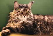 Portrait of Maine Coon cat — with a mane like Mufasa’s.
