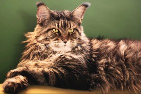 Portrait of Maine Coon cat — with a mane like Mufasa’s.