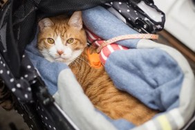Beautiful paralyzed orange cat in stroller.