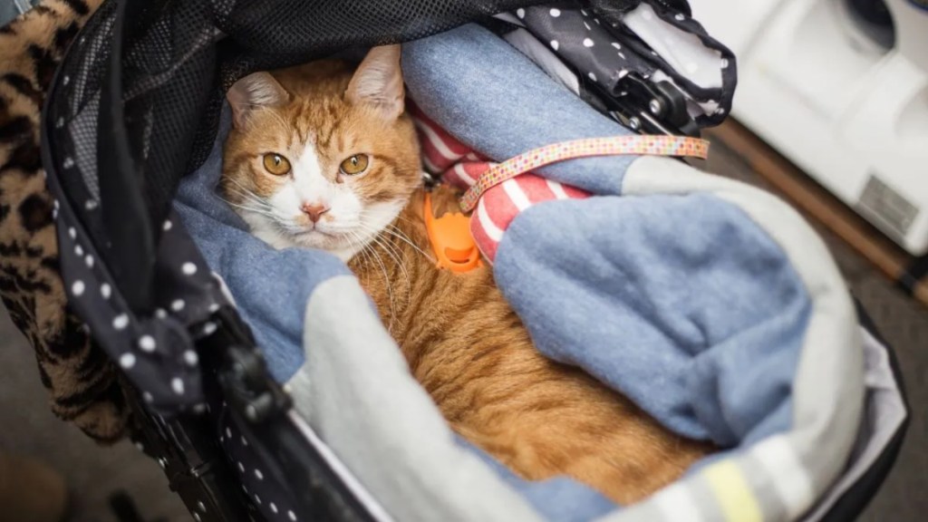 Beautiful paralyzed orange cat in stroller.