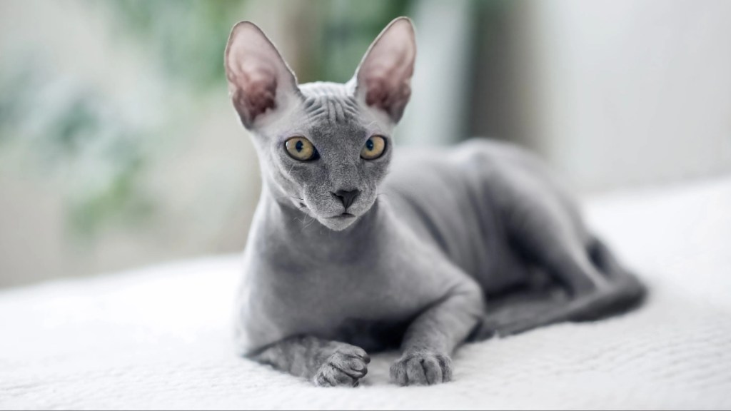 A small gray domestic cat Sphynx cat