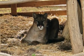 Mountain lion with fractured jaw in habitat at San Diego Humane Society’s Ramona Wildlife Center. The cougar is sitting on hay.