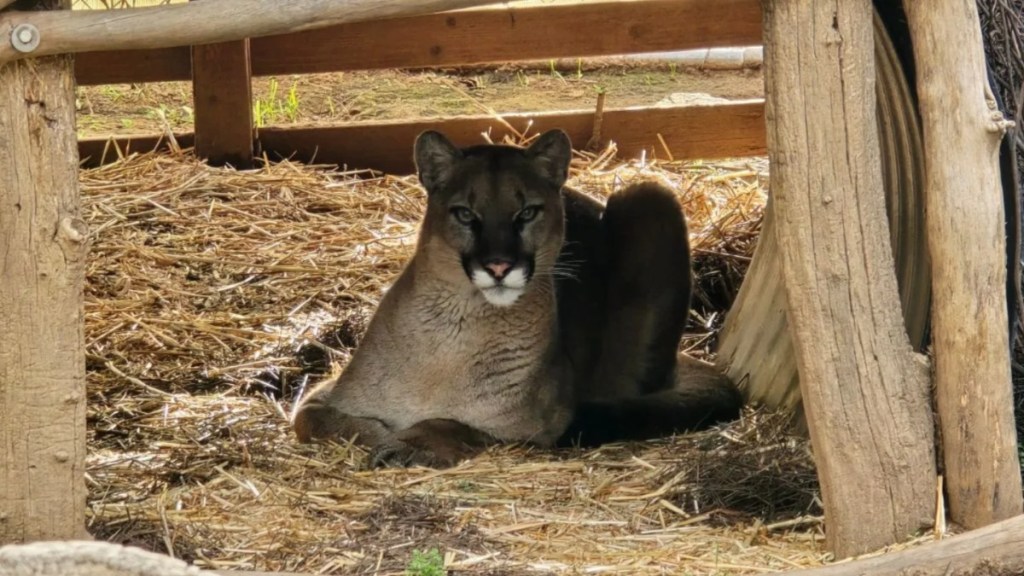 Mountain lion with fractured jaw in habitat at San Diego Humane Society’s Ramona Wildlife Center. The cougar is sitting on hay.