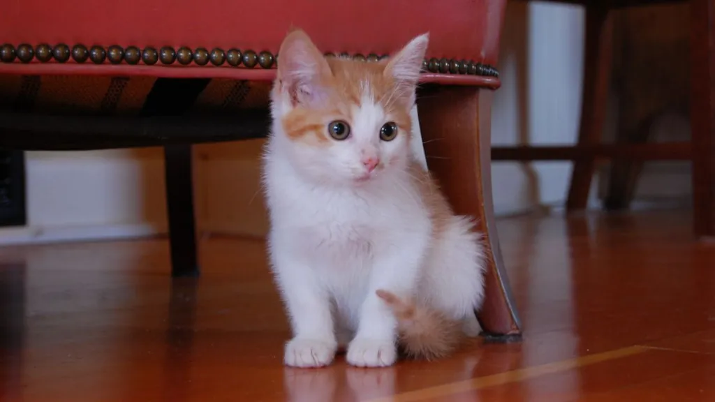 Orange and white tabby kitten, similar to the one who was shoved through a mailbox slot in Ohio and named Special Delivery after rescue, sits on wood floor beside a chair.