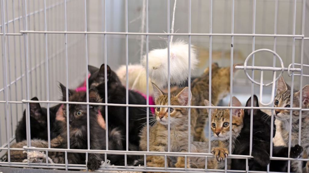 Many kittens sit in a cage at an animal shelter, a common scene during the kitten season, which is why it is encouraged to spay and neuter strays to help tackle the annual overcrowding of shelters.