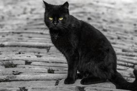 Black Cat with green eyes sitting on rocks