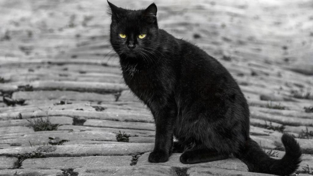 Black Cat with green eyes sitting on rocks