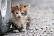 Little kitten, similar to the one who was rescued in Ohio, standing beside a truck wheel.