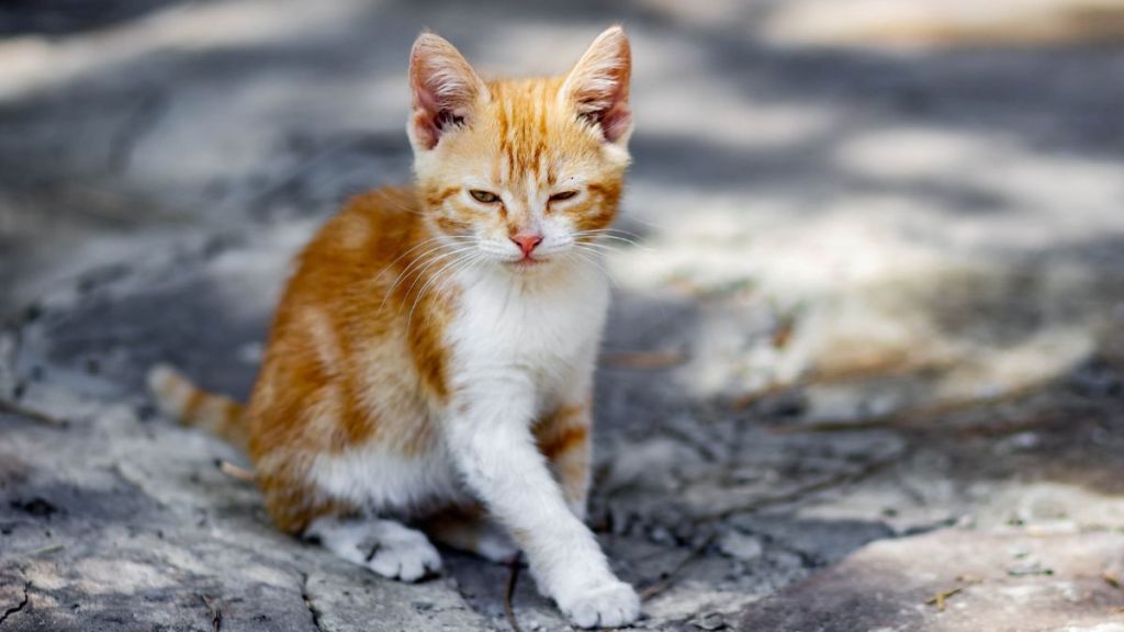 A little white and orange kitten on a street, similar to the one rescued off a freeway by a CHP officer in Monterey, who later went back to the shelter to adopt her.